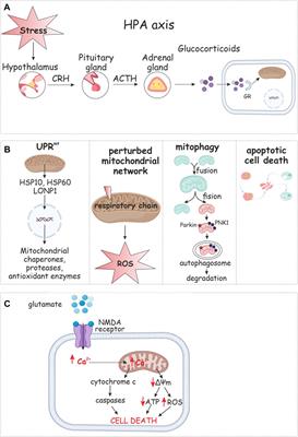 Frontiers | An orchestrating role of mitochondria in the origin